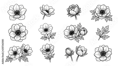 Bild auf Leinwand Hand-drawn floral elements, anemone flowers illustration