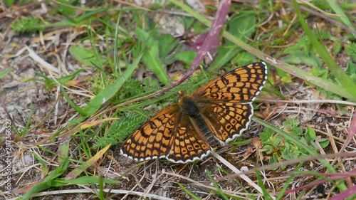 A Resting Glanville Fritillary Butterfly