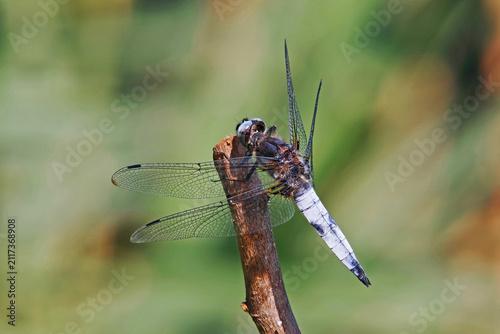 Cuadro en lienzo dragonfly scarce chaser, male, Libellula fulva, Libellulidae