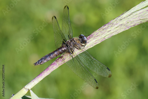 Фотография scarce chaser dragonfly, aged female, Libellula fulva