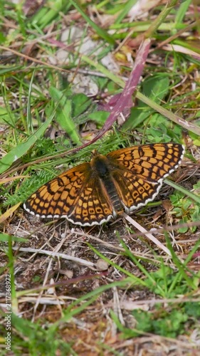 A Resting Glanville Fritillary Butterfly