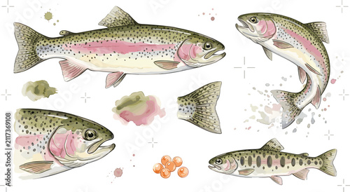 Rainbow trout fish collection featuring freshwater trout, fish anatomy, tail fin, and watercolor style wildlife illustration isolated on white background