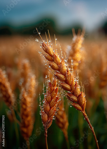Close-up of golden wheat stalks covered with sparkling water droplets under soft natural light