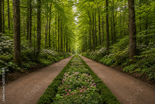 Forest path divided by a neat median of shrubs and flowers, symmetrical.