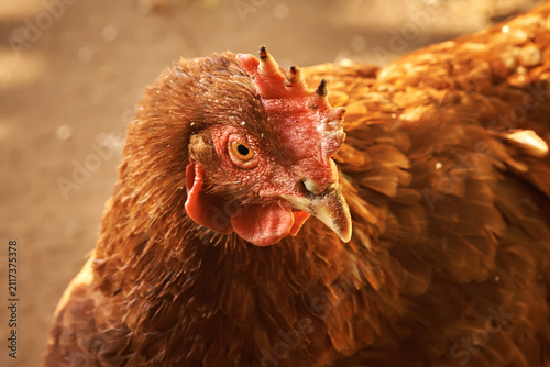 Close-up of a red domestic laying hen with a red comb in a rural yard. Detailed portrait of a domestic poultry with a blurred natural background and selective focus
