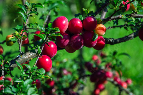 Foto Ripe red plums hanging from a tree branch in summer sunlight