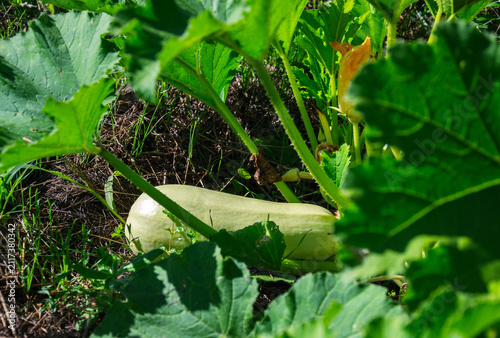 Pale green zucchini squash growing on the vine surrounded by lush foliage