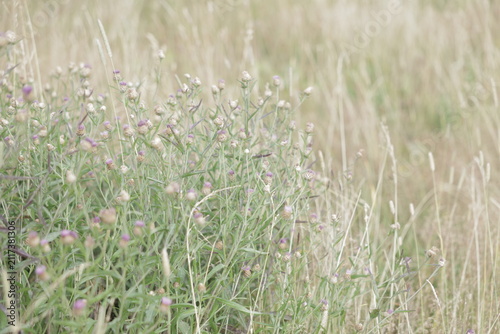 Wild thistle flowers blooming among dry grass in a summer meadow in Winterberg, Sauerland, Germany