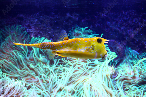 Yellow longhorn cowfish with blue spots swimming above soft coral reef