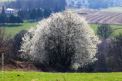 Large white blossoming spring tree on a rural hillside overlooking green fields and peaceful countryside landscape