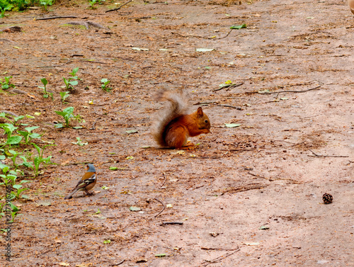 red squirrel eats nuts, with a finch next to it.