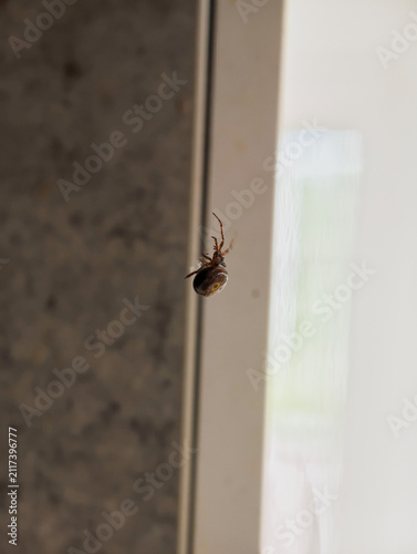 spider, belongs to the genus Steatoda