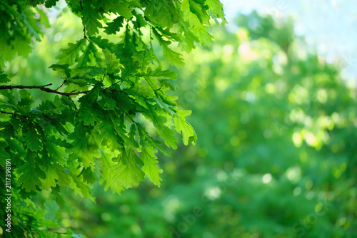 Fresh green oak leaves on tree branches outdoor, abstract natural background. forest landscape with bright oak foliage, nature image. summer season. element for design. copy space