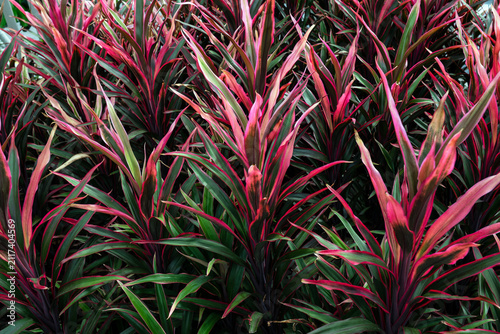 Vibrant red Hawaiian ti plant leaves in the garden