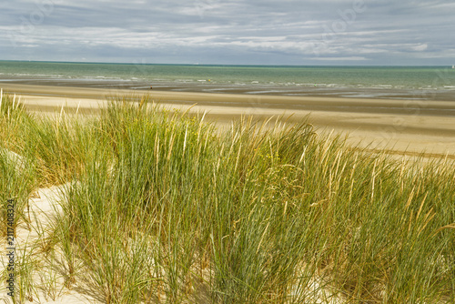 Dunes and Ammophila arenaria a species of grass in the family Poaceae. It is known by the common names marram grass, open toward the wide Dunkirk beach at low tide