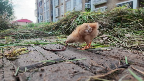 Chick Holding Earthworm beside Residential Community