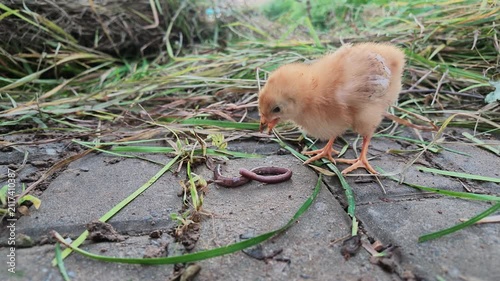 Chick Holding Earthworm beside Residential Community