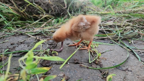 Chick Holding Earthworm beside Residential Community