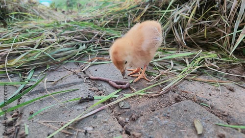Chick Holding Earthworm beside Residential Community