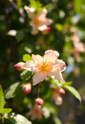 Delicate light pink flower with yellow center and green leaves blooming in a garden on a sunny day, Several flower buds are visible on the plant