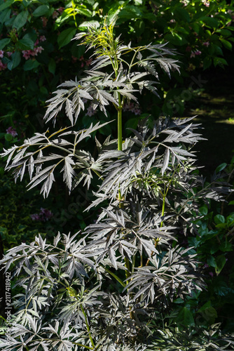 This photo shows a close-up view of Black elderberry (Sambucus nigra). Delicate, gray-green leaves are arranged like ferns. There are no flowers yet, but stem looks strong.