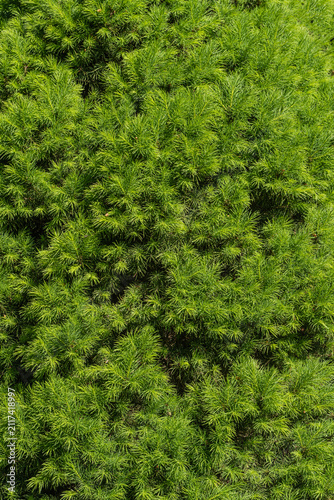 Close-up view of Canadian spruce (Picea glauca 'Conica'). Dense, light-green foliage forms rounded, bushy shape typical of dwarf varieties. Short, needle-like leaves cover numerous thin branches