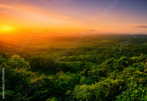 Lush green forest canopy at...