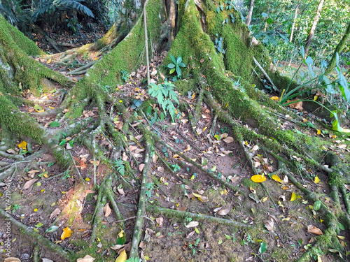 Ancient tree roots covered in vibrant green moss on a forest floor, natural woodland environment