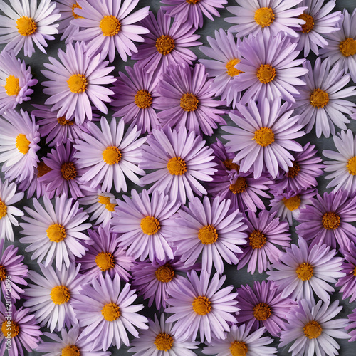 Purple aster flowers with y...