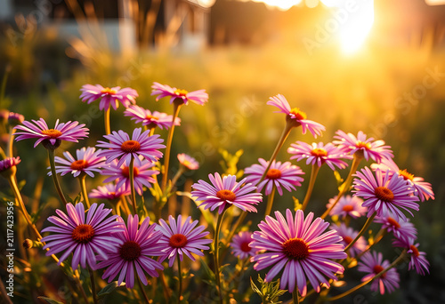 Purple daisy flowers bloomi...