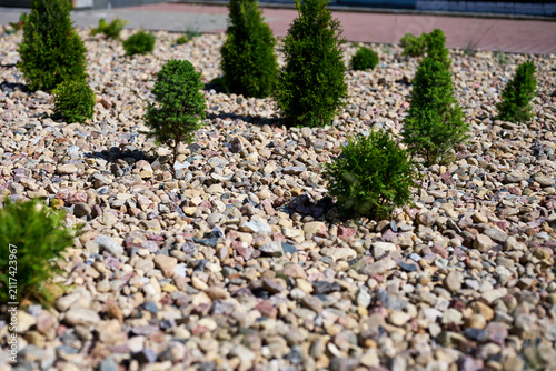 Obraz na plátne Small green plants are arranged on a bed of rocks in a garden