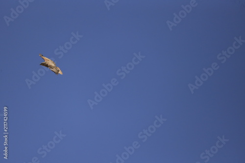 Foto Long-legged buzzard (Buteo rufinus) flying in the blue sky, open wings spread, raptor in flight
