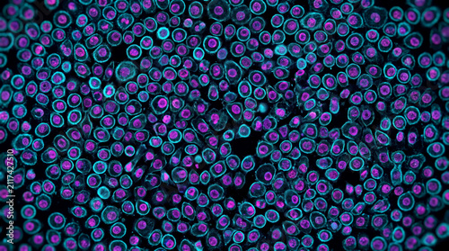 Examine dense colony of glowing cells with magenta borders and cyan centers in microscopic environment