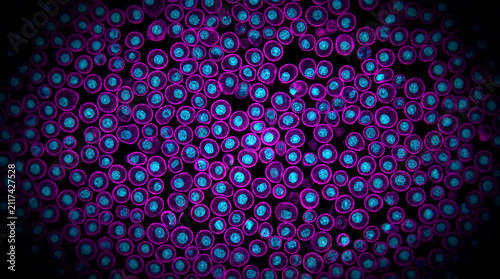 Analyze uniform distribution of fluorescent cells forming a dense biological tissue culture structure