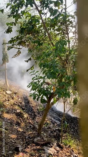 Smoke Rising from Burnt Ground After Forest Fire or Slash and Burn Agricultural Practice