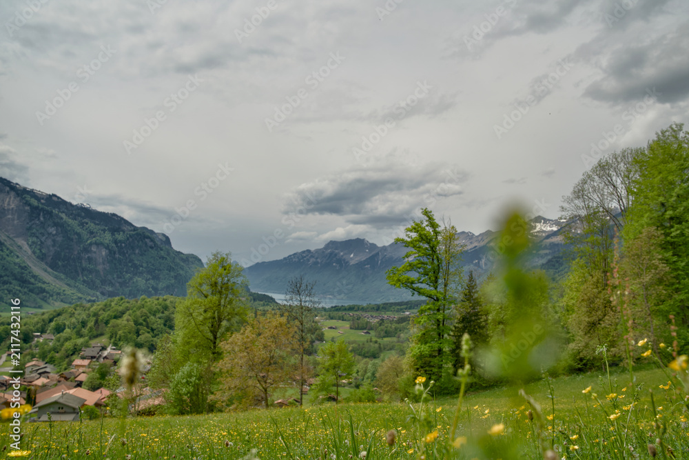 Fototapeta premium Lake Brienz alpine valley view from Brünig - Hasliberg in spring, Bernese Oberland, Switzerland