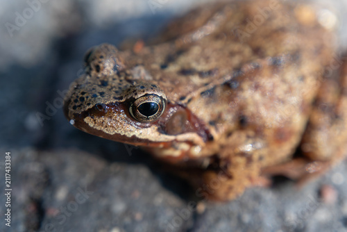 Canvas Print Common frog face macro closeup, European brown frog looking at camera, wild amphibian head portrait, detailed wet skin and eye texture