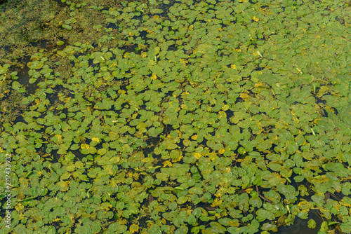 Fotografía Yellow water lily pond with floating green leaves and tiny duckweed vegetation