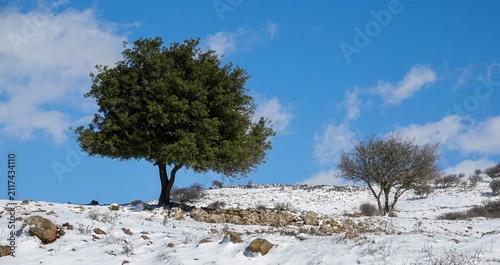 Fotografía Snow covered forest in the Golan heights in Northern Israel