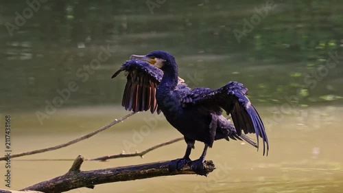 The great cormorant, Phalacrocorax carbo known as the great black cormorant across the Northern Hemisphere, the black cormorant in Australia and the black shag further south in New Zealand