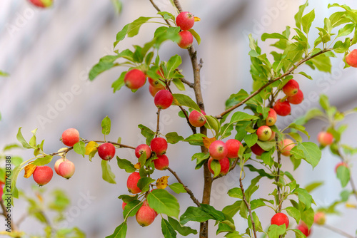 Small red crabapples on a tree branch with green leaves. Ripe Malus prunifolia fruits in a city park with background architecture blur.