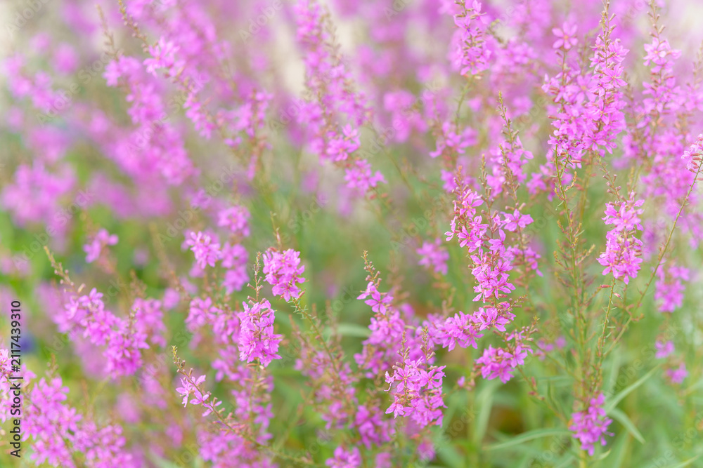 Obraz premium Blooming purple loosestrife wildflowers with vibrant pinkish spikes in a dense sunny meadow. Natural botanical background featuring soft focus herbaceous perennial plants in summertime.