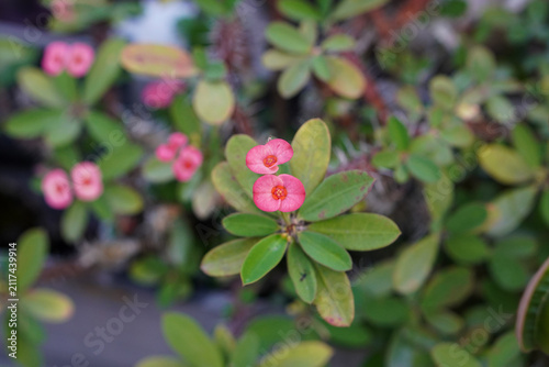 Pink crown of thorns (Euphorbia milii) flowers with green leaves, photographed in natural light using selective focus against a soft blurred garden background.