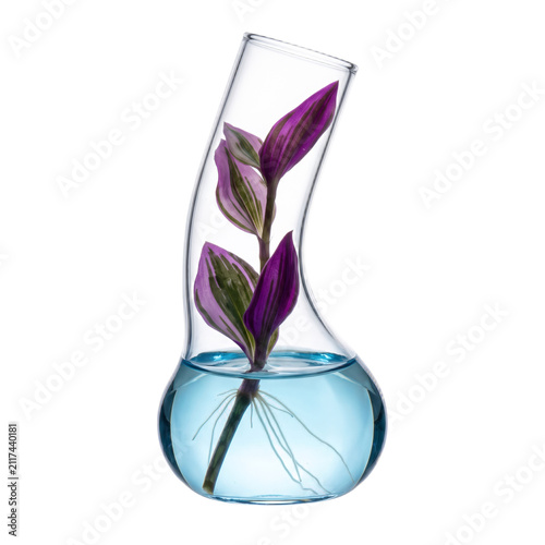Bulbous glass propagation vessel with variegated purple and green tradescantia stem cutting in clear water, isolated transparent design element on transparent