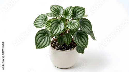 Potted watermelon peperomia argyreia houseplant with striped leaves on white studio backdrop