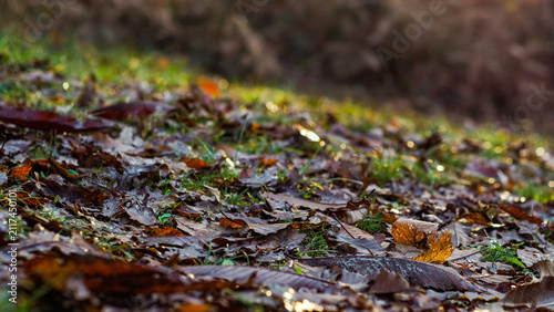 Forêt en automne, par temps calme