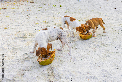 Small dogs play with coconut on the beach