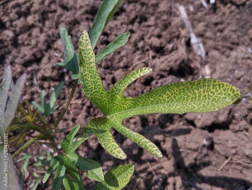 Foto Macro view of spotted sweet potato leaves showing detailed leaf veins and lobes on dry farm dirt background