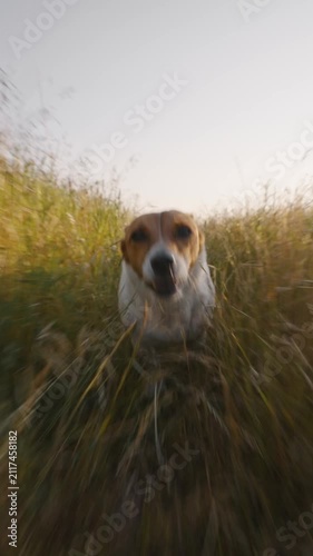 Jack Russell Terrier dog running in grass vertical video dynamic low angle close up happy pet active puppy outdoor walk sunny summer nature background adoption concept