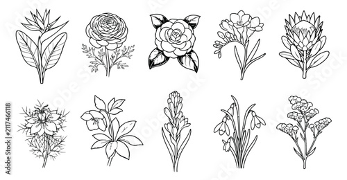 Bild auf Leinwand Hand drawn botanical line art collection, set of 10 floral vector illustrations,